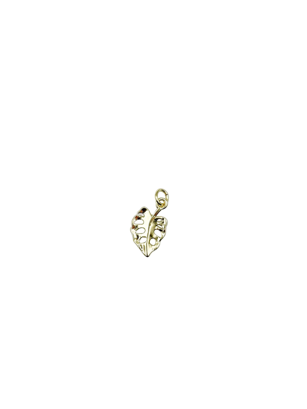 Monstera Charm